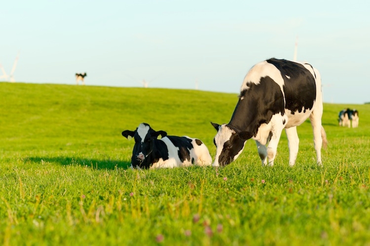 bovini-mucche-mucca-vitelli-agl-photoproductions-fotolia-750x500