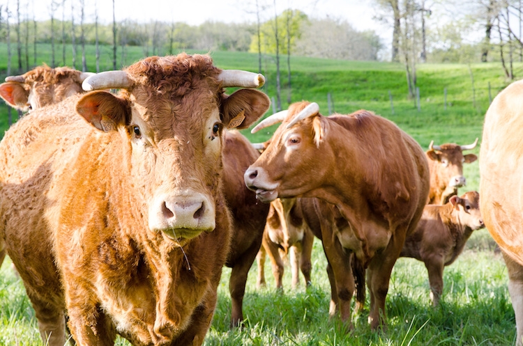mucca-mucche-bovino-bovini-by-jcavale-fotolia-750.jpeg