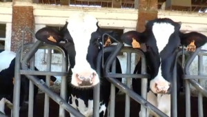 Ottimizzando la produzione di latte nel distretto del Parmigiano Reggiano