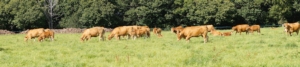 bovini-mucche-razza-limousine-by-jc-drapier-fotolia-750