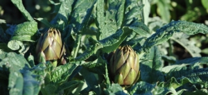 carciofo-spinoso-fonte-consorzio-di-tutela-del-carciofo-spinoso-di-sardegna-dop