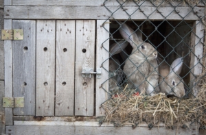 Carne di coniglio, Zeno Roma: "Dobbiamo remare tutti nella stessa direzione"