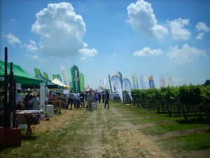 enovitis-in-campo-2010-ca-tron-vigneto-viti-viticoltura-by-agronotizie