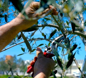 Xylella, scoperta una nuova cultivar di olivo tollerante