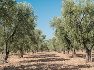 Xylella, la Puglia tende la mano agli olivicoltori colpiti