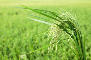 Un parassita dall'Asia mette a rischio il riso italiano