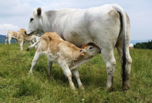 Linea vacca-vitello, si può fare di più e meglio