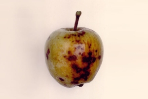 Contro la ticchiolatura del melo quali varietà coltivare?