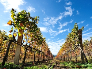Enovitis in campo: passione e tecnologia per la viticoltura