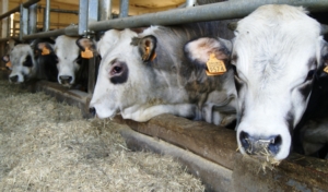 L'acidosi ruminale non fa più paura al vitello Piemontese