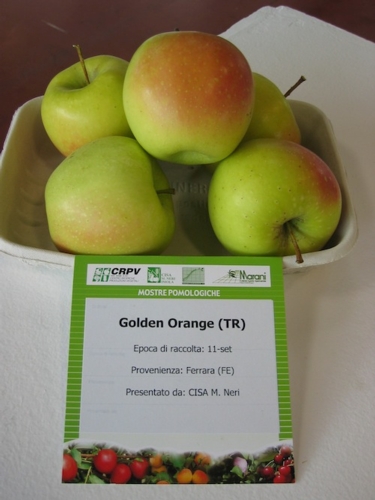 La cultivar Golden Orange, brevettata dal Cra - Unità operativa per la frutticoltura Forlì