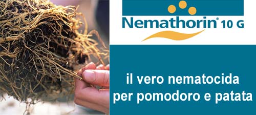 Nemathorin 10 G difende le colture ortive dai nematodi