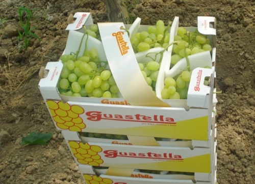 Confezioni di uva da tavola il 18 maggio 2012 a Mazzarrone (Ct) 