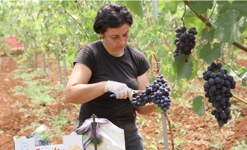 Confezionamento dell'uva da tavola Black Magic presso l'azienda Salvatore Rizzo a Nardò (Le)