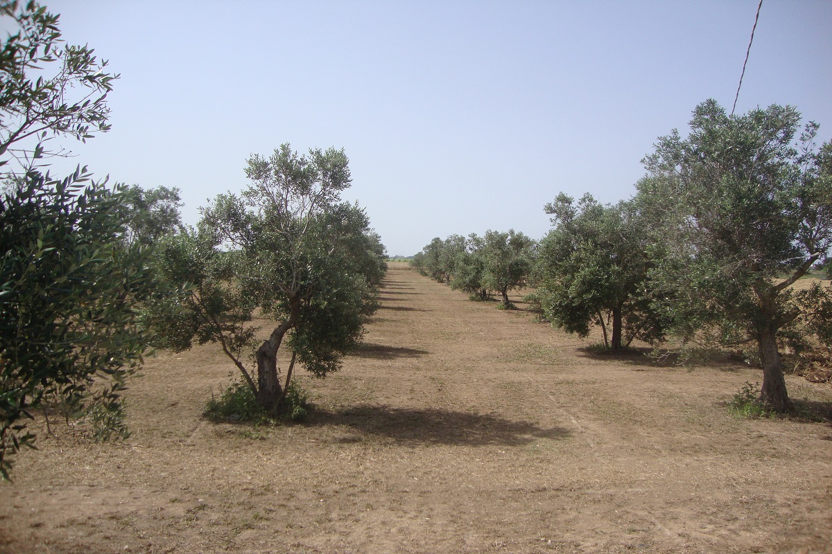 Il fenomeno riguarda diverse centinaia di piante di olivo, qui in foto un impianto di Cellina di Nardò a Nardò tornato in produzione