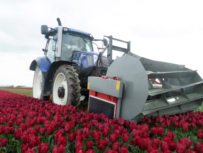 I Row Crop radiali di Atg al lavoro tra i tulipani