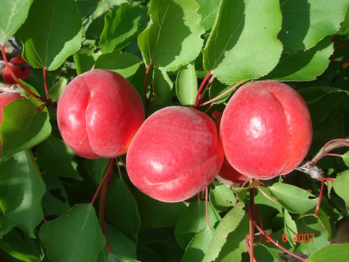 Frutti di Big Red, cultivar dei Vivai Escande