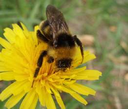 Dimezzate le api, a rischio 1/3 delle coltivazioni