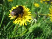 Scompaiono le api, a rischio salute e ambiente