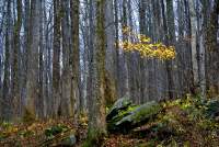 Biomasse forestali per teleriscaldamento