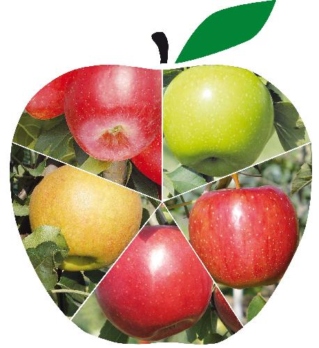 Interpoma, il Civ presenterà cinque nuove varietà di mele