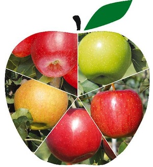 Le nuove mele del Civ candidate al Flia 2011