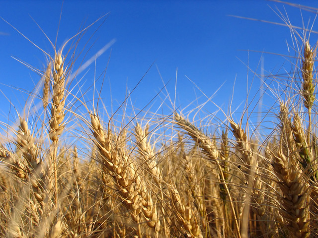 Cereali, il Consiglio Ue approva il tasso zero  - Plantgest news sulle varietà di piante