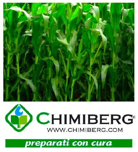 Chimiberg per il mais - trattamenti alla semina, diserbo post-emergenza, difesa dagli insetti