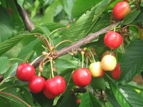 Frutti di Sweet Early® Panaro1*, cultivar ottenuta dal lavoro di ricerca del Dca di Bologna