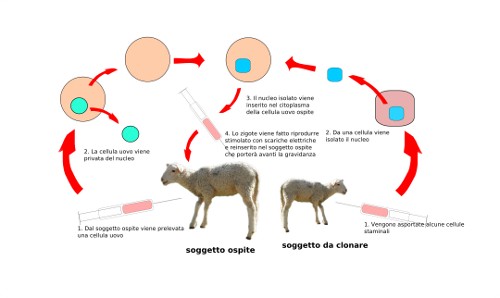 Uno schema del processo di clonazione animale