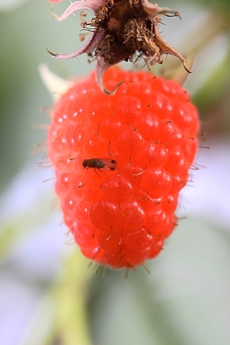 Il moscerino Drosophila suzukii