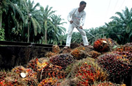 Piantagione di olio da palma in Indonesia