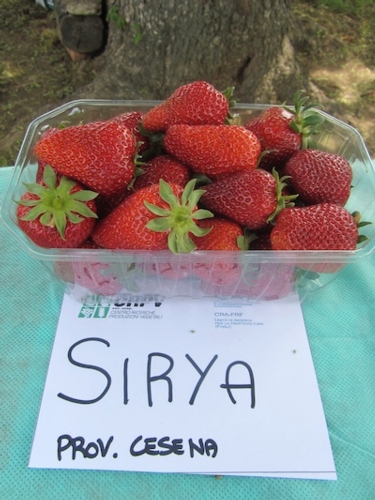 Frutti della varietà Syria in mostra a Cesena