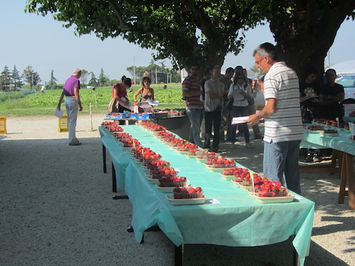 Presentazione delle novità varietali durante l'incontro 'Fragola in coltura in pieno campo in Romagna'