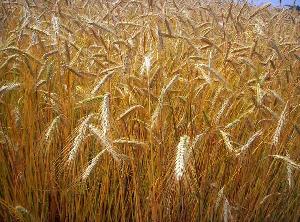 Bmti: quotazioni al rialzo per le principali merceologie cerealicole