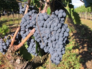 Gli studi di Ilsa si sono orientati su soluzioni che permettono di migliorare ulteriormente la qualità finale dell'uva destinata alla vinificazione