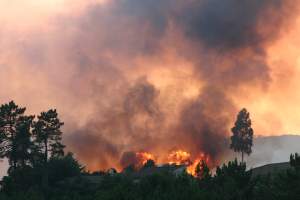 Gli incendi devastano l'agricoltura sarda