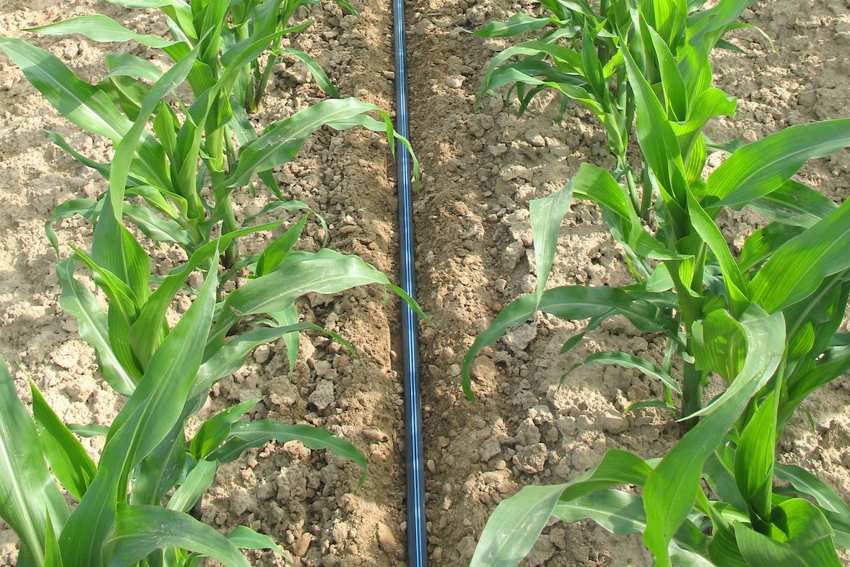 Toro propone soluzioni di precisione e 4.0 per l'irrigazione del mais