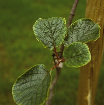Sintomi da carenza di potassio su foglie di actinidia