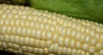 Alimentazione animale: nessuna variazione, ad eccezione del mais