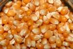 E' stato portato a termine il Programma di controllo delle sementi di mais e soia destinate alle semine 2011