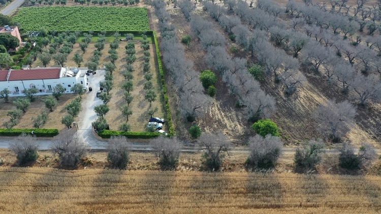 Masseria con olivi trattati e verdeggianti in agro di San Pietro Vernotico, ma circondata da piante non trattate e visibilmente malate