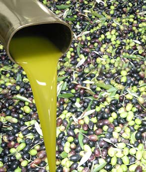 Il meglio dell'olivicoltura umbra per l'Ercole Olivario