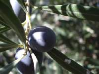Olio d'oliva, serve il pronunciamento Ue