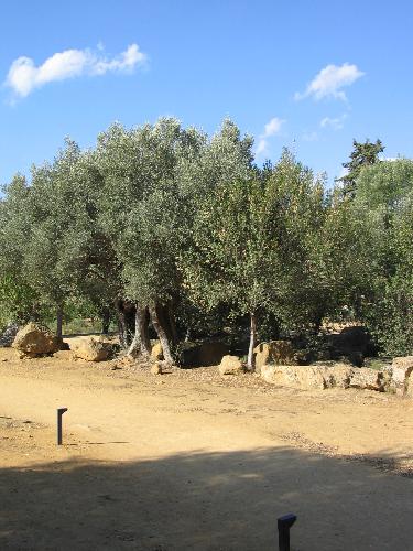 La Vallagrina scopre l'olivicoltura