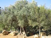 Agrofarmaci per l'olivo: le statistiche di utilizzo