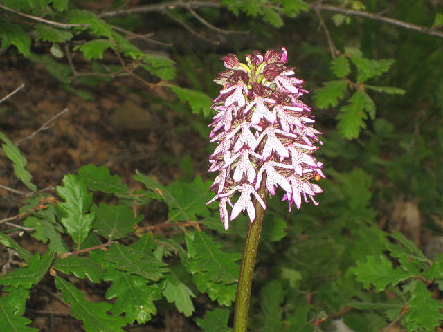Orchidee selvatiche (Orchis purpurea) fiorite sotto le querce, periodo Aprile - Maggio, Maiella Settentrionale (Italia-Appennino centrale)