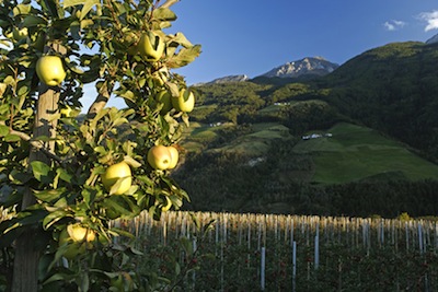 Val Venosta, raccolta di mele molto soddisfacente nel 2010