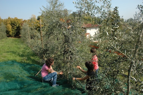 raccolta delle olive piemontesi presso il Campo Sperimentale di Verzuolo (Cn)