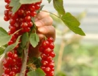 Ribes rosso (Foto: SantOrsola.com)